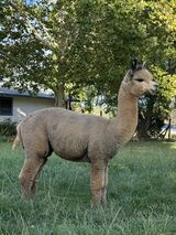 alpaca for sale