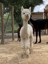 alpaca for sale