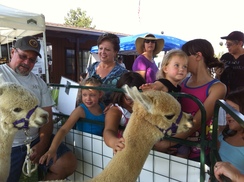 Meeting the Alpacas