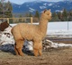 2018 BLUE RIBBON CRIA