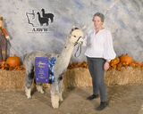 Photo of ASPEN ALPACAS THE DUKE