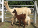 Blankstone's Desiree with Cria