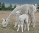 '08 Cria, Monique