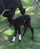 Traxx's2nd cria TB female