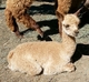 Traxx's 3rd cria fawm male