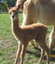 Anna at 1 day old