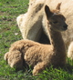 Anna at 1 day old