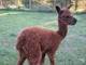 Sophia's 2011 cria at 4 hours old