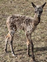 alpaca for sale