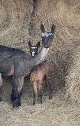 alpaca for sale