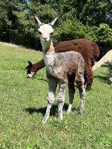 alpaca for sale