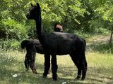 alpaca for sale