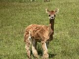 alpaca for sale