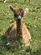 alpaca for sale