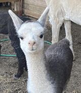 alpaca for sale