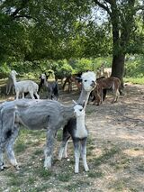 alpaca for sale