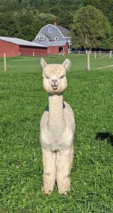 alpaca for sale