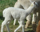 2013 cria 