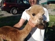 2014 cria on shearing day