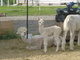 with Rose her 2011 cria