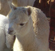 2012 cria - Mornin Sunshine