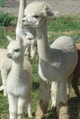 with 1st cria - Yoda