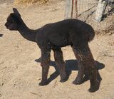 alpaca for sale