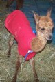 First cria - Lizzie Beth