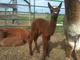 First Cria