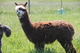 Spring 2012 before 1st shearing