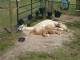 Napping with her cria