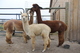 Kalooah with 2012 Cria