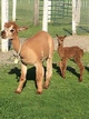 Misty Dawn with her new cria Willow2017