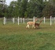 Misty Dawn with 2017 cria Willow