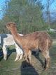 Color variation in fleece!