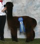 1 of 6 blue ribbons as a yearling