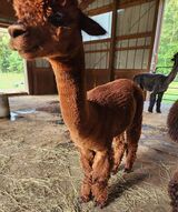 alpaca for sale