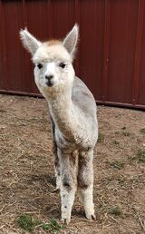 alpaca for sale