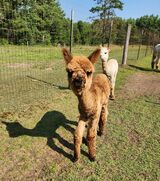 alpaca for sale