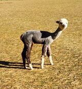 alpaca for sale