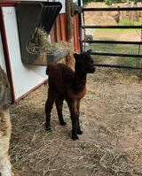 alpaca for sale