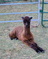 alpaca for sale