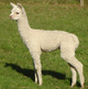 2010 Highpoint Raindance cria