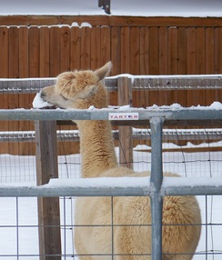 Alpaca eating a snow cone!