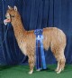 Northwest Alpaca Showcase 2007 First Place!