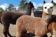 2013 female cria, Avalanche