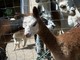 2010 female cria