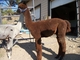 Kuzco--2009 male cria