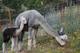 Tillie/2011 female cria