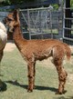 2011 Cria